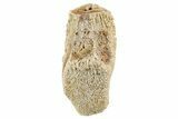 Fossil Hadrosaur (Edmontosaurus) Tooth - Montana #340950-1